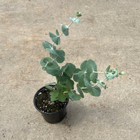 EUCALYPTUS PULVERULENTA - BABY BLUE