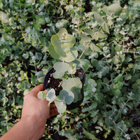 EUCALYPTUS PULVERULENTA - BABY BLUE
