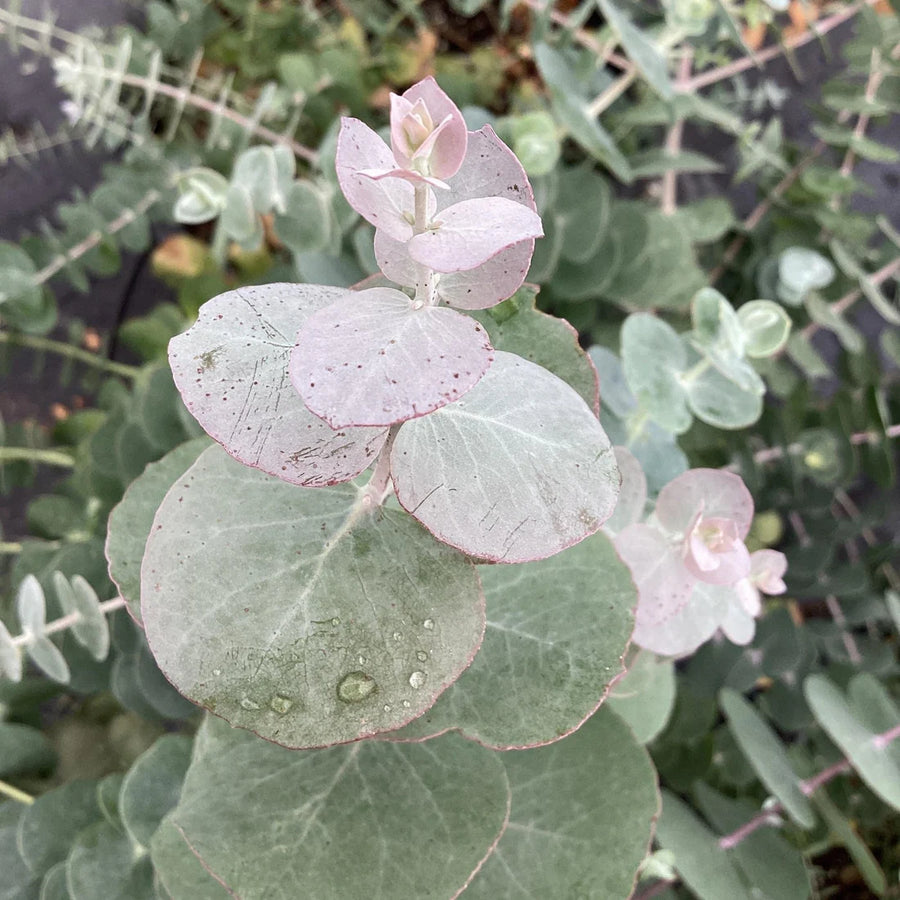 EUCALYPTUS PULVERULENTA - BABY BLUE