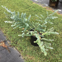 EUCALYPTUS PULVERULENTA - BABY BLUE