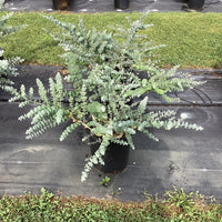 EUCALYPTUS PULVERULENTA - BABY BLUE