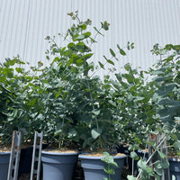 EUCALYPTUS  GUNNII GLACIER