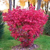 EUONYMUS ALATUS - COMPACTUS