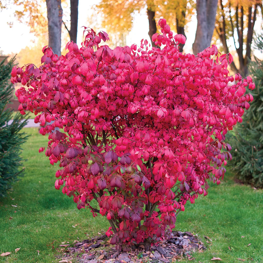 EUONYMUS ALATUS - COMPACTUS