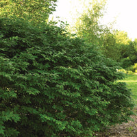 EUONYMUS ALATUS - COMPACTA