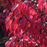 EUONYMUS ALATUS - COMPACTA