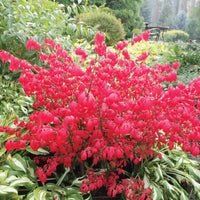EUONYMUS ALATUS - COMPACTA