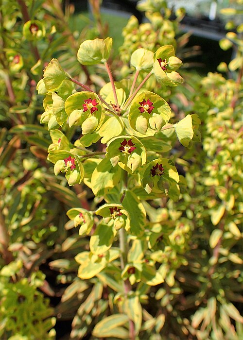 EUPHORBIA MARTINII - ASCOT RAINBOW