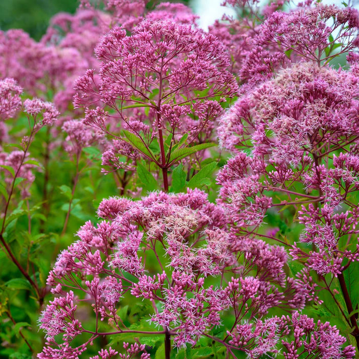 EUTROCHIUM PURPUREUM