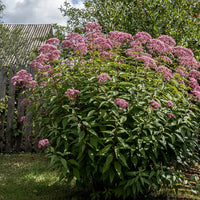 EUTROCHIUM PURPUREUM