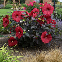 HIBISCUS SUMMERIFIC HOLY GRAIL