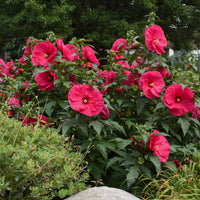 HIBISCUS - SUMMER IN PARADISE