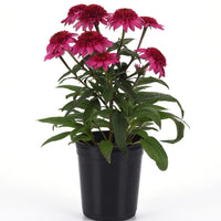 ECHINACEA DOUBLE SCOOP - WATERMELON DELUXE
