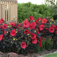 HIBISCUS SUMMERIFIC HOLY GRAIL