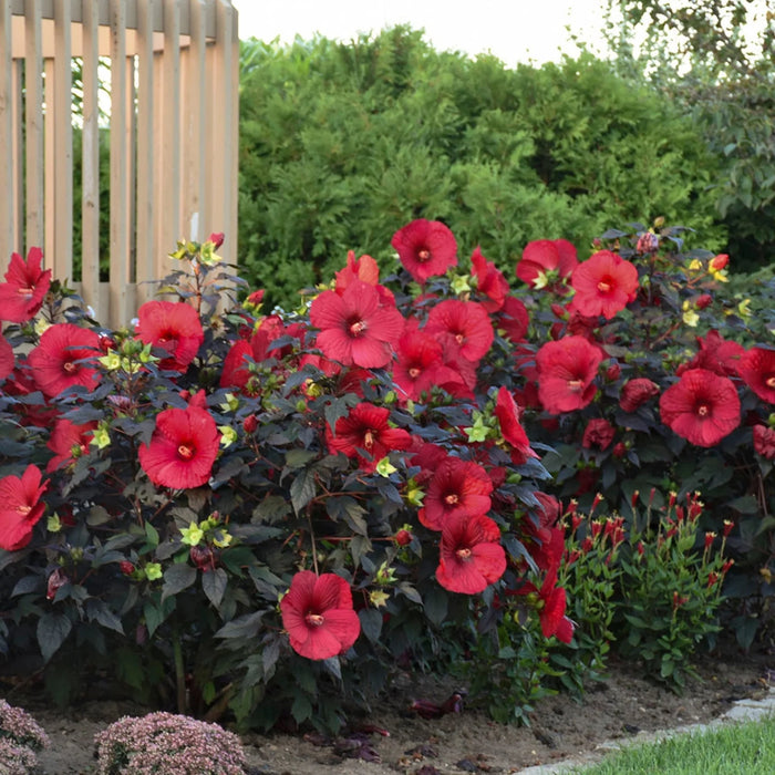 HIBISCUS SUMMERIFIC HOLY GRAIL