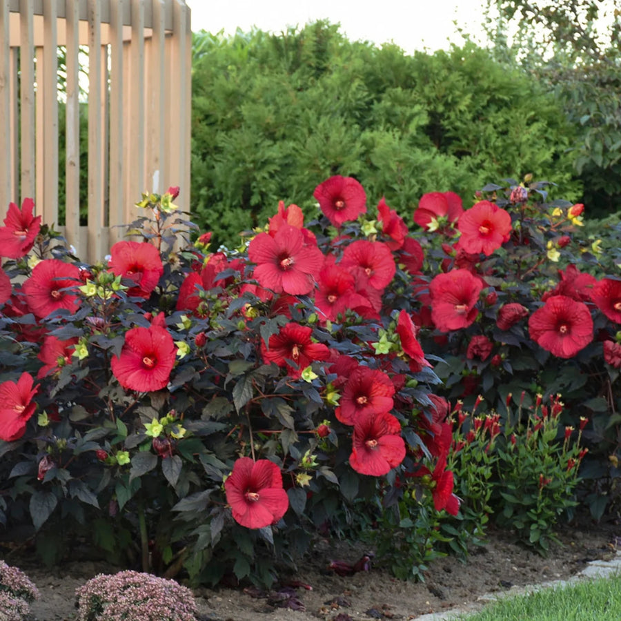 HIBISCUS SUMMERIFIC HOLY GRAIL