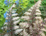 ATHYRIUM NIPPONICUM - PEWTER LACE