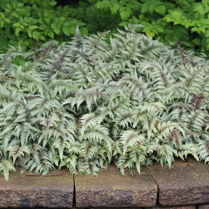 ATHYRIUM NIPPONICUM - REGAL RED