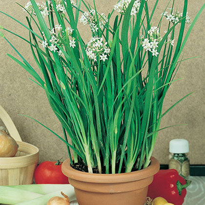 CIBOULETTE - A L'AIL