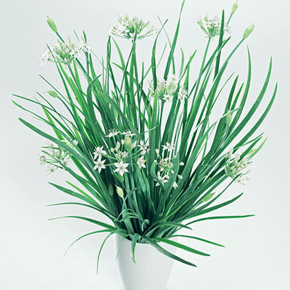 CIBOULETTE - A L'AIL CHINOISE