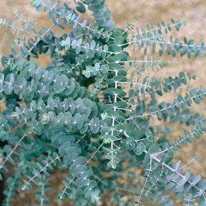EUCALYPTUS - BABY BLUE