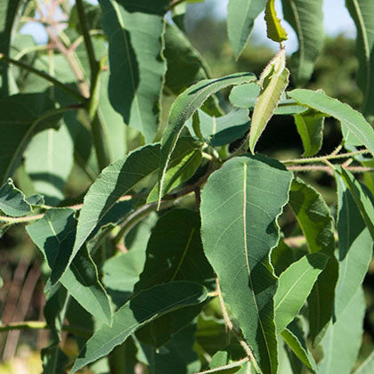 EUCALYPTUS - CITRON