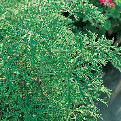 GERANIUM - CITROSA
