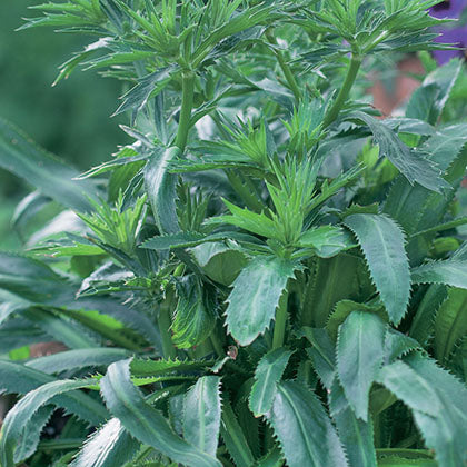 CORIANDRE - MEXICAINE