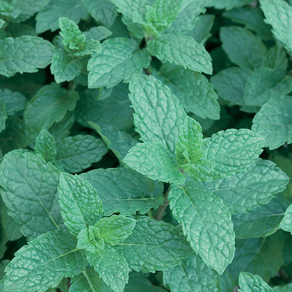 MENTHE - MAROCAINE