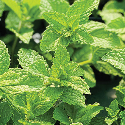 MENTHE - MOJITO
