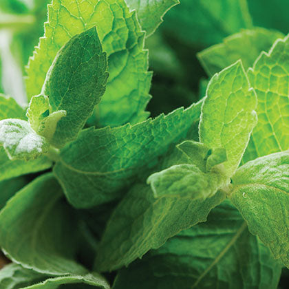 MENTHE - VERTE