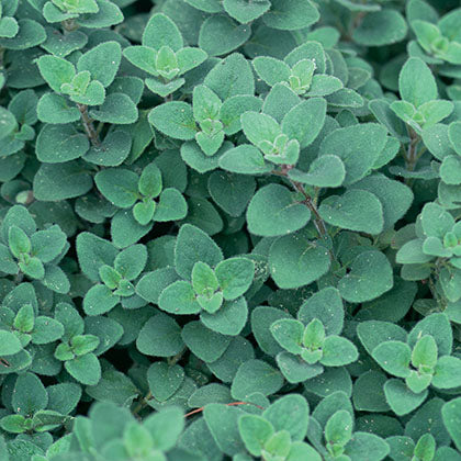 ORIGAN - HOT & SPICY