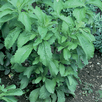STEVIA