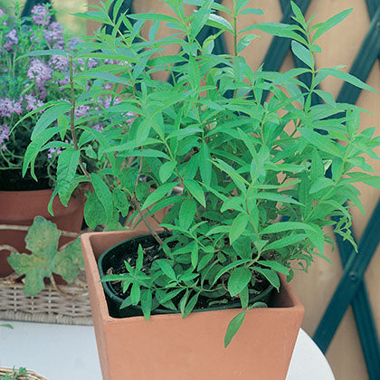 VERVEINE - CITRONNELLE