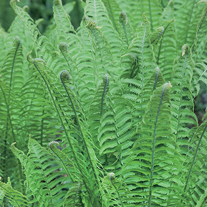 MATTEUCCIA STRUTHIOPTERIS