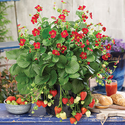 FRAGARIA - RUBY ANN