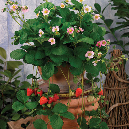 FRAGARIA - APPLE BLOSSOM