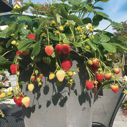 FRAGARIA - DELIZZ