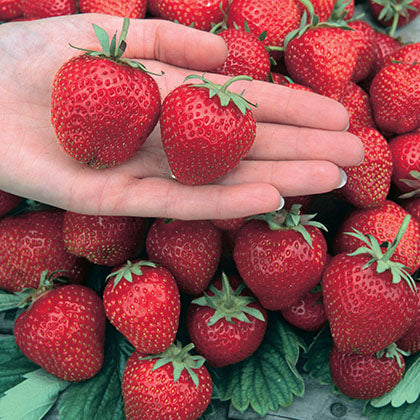 FRAGARIA - JEWEL