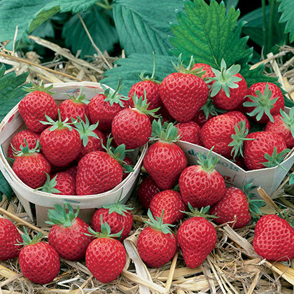 FRAGARIA - MARA DES BOIS