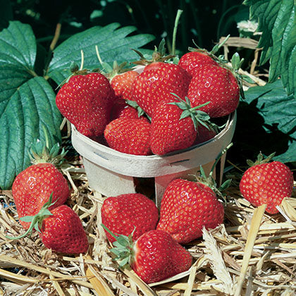 FRAGARIA - SEASCAPE