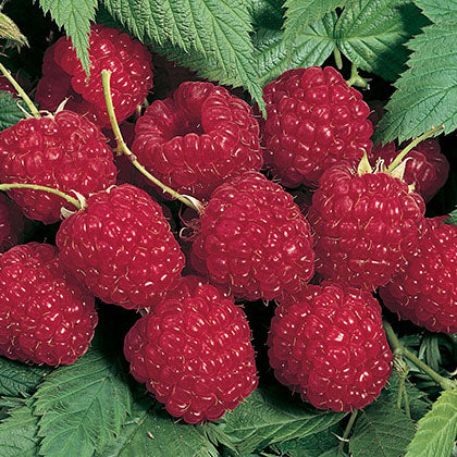 RUBUS - HERITAGE