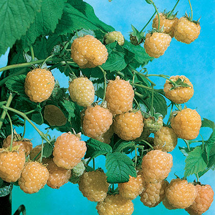 RUBUS - KIWI GOLD
