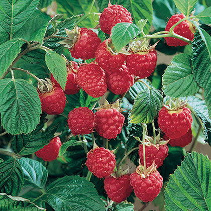 RUBUS - NOVA (SANS EPINES)