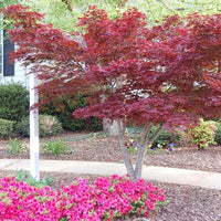 ACER PALMATUM - BLOODGOOD