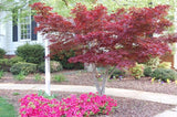 ACER PALMATUM - BLOODGOOD