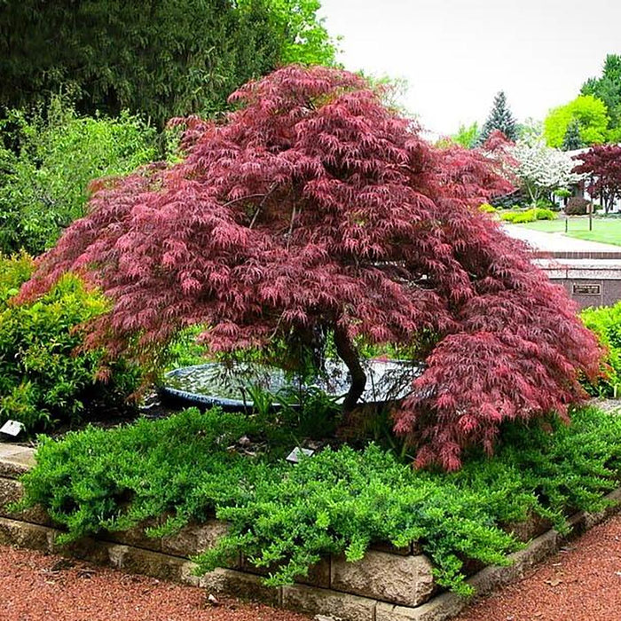 ACER PALMATUM DISSECTUM - RED DRAGON