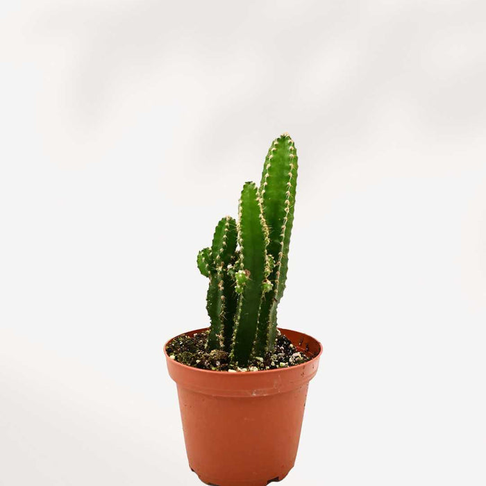 ACANTHOCEREUS TETRAGONUS