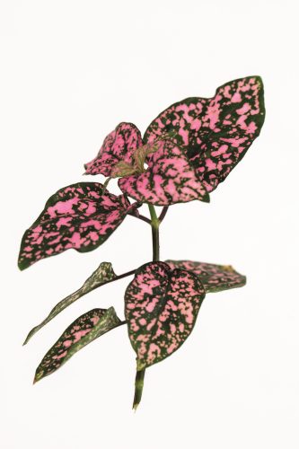 HYPOESTE LOTTY DOTTY - PINK