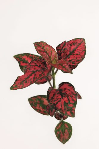 HYPOESTE LOTTY DOTTY - RED